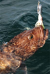 Lingcod Photos